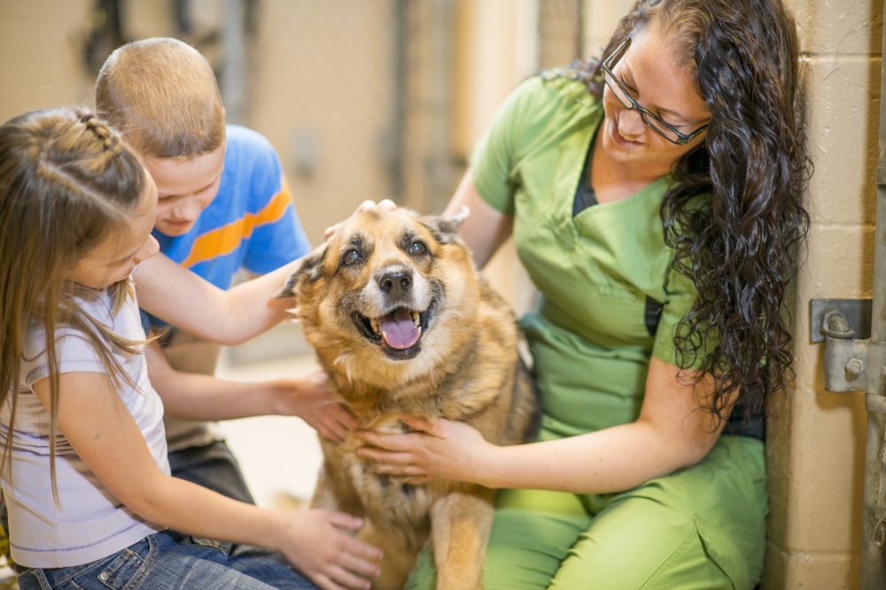 Top Benefits One Should Know About Pet Boarding Dog Patch Dance When to Seek Animal Control