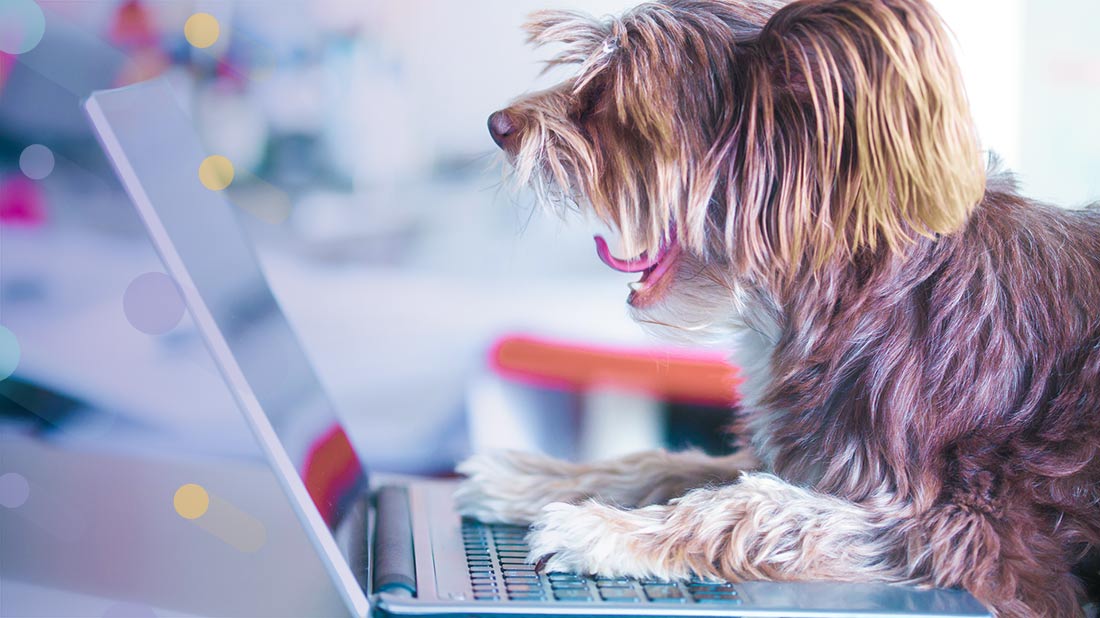 Dog Grooming Software What You Need to Know Dog Patch Dance When