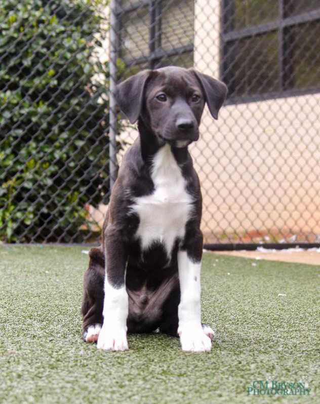 Lazare the Labrador, Blue Heeler Mix