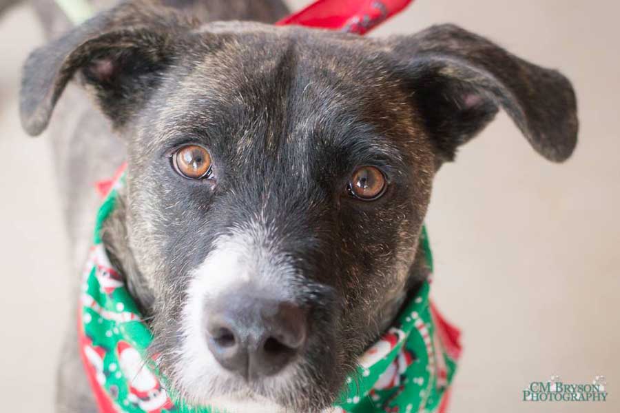 DeVito the Terrier, Basset Hound Mix