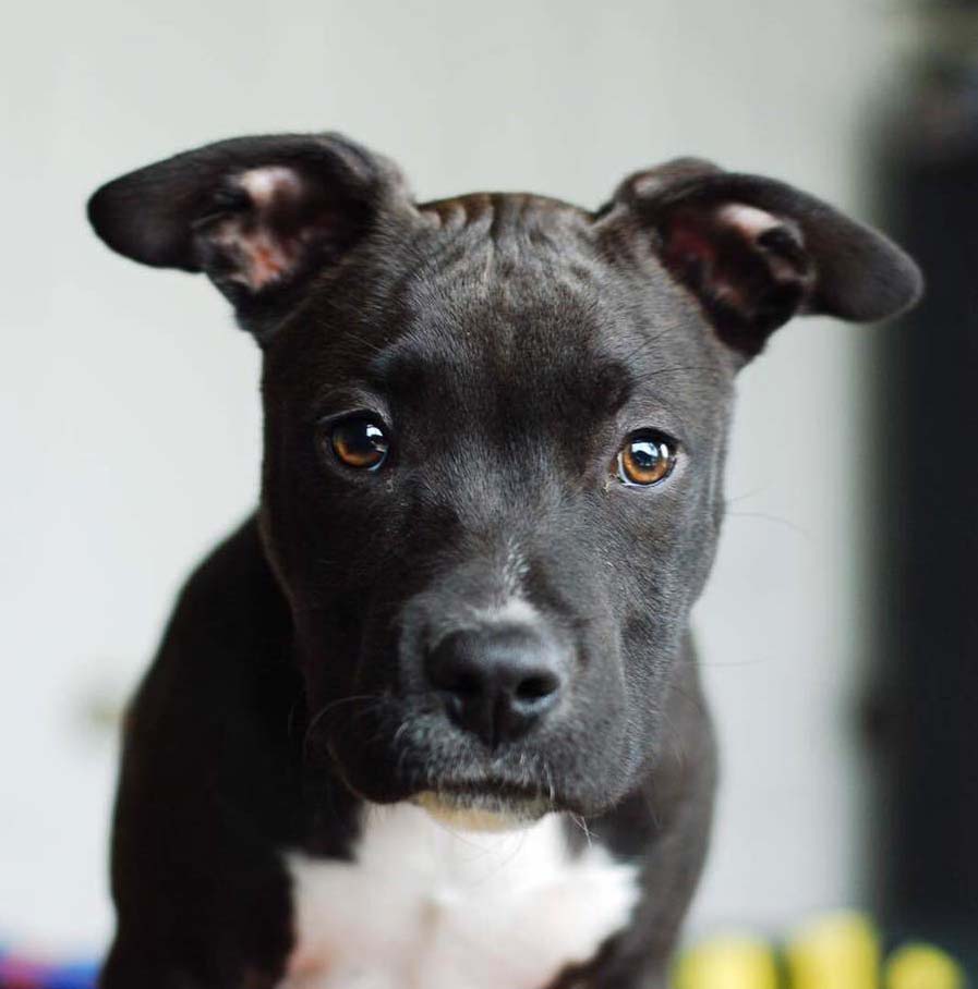 Ali the American Staffordshire Terrier Mix