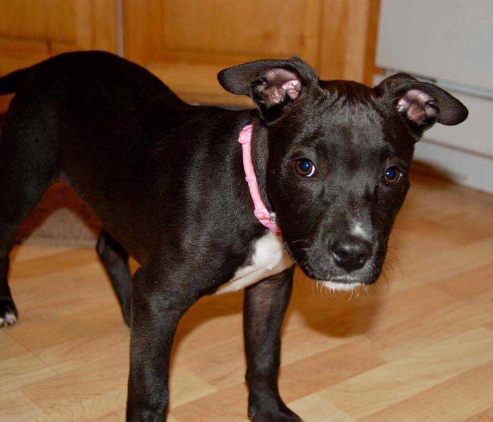 Ali the American Staffordshire Terrier Mix