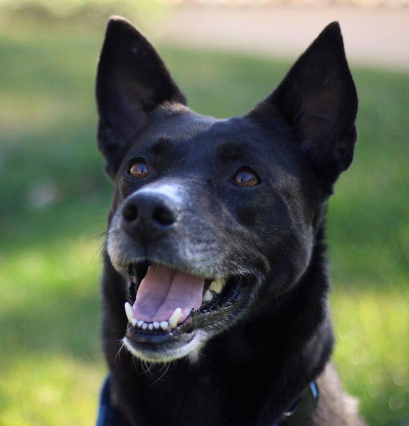Sally the Australian Cattle Dog Mix