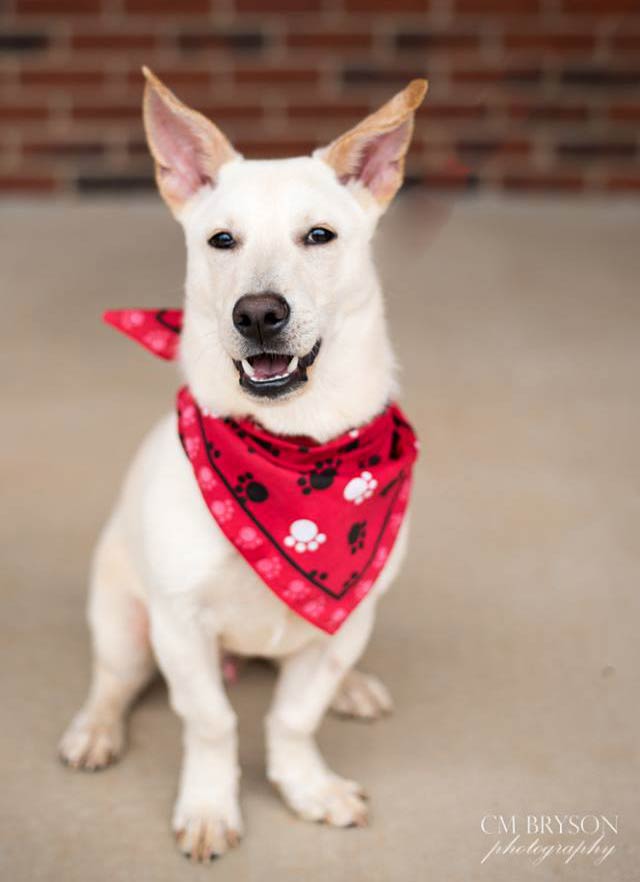 Franklin the Labrador Retriever Mix