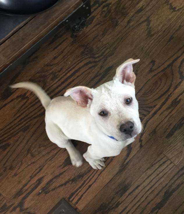 Ghost the Labrador Retriever, Cattle Dog Mix