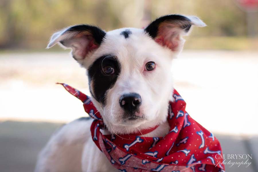 Dublin the Pointer Mix