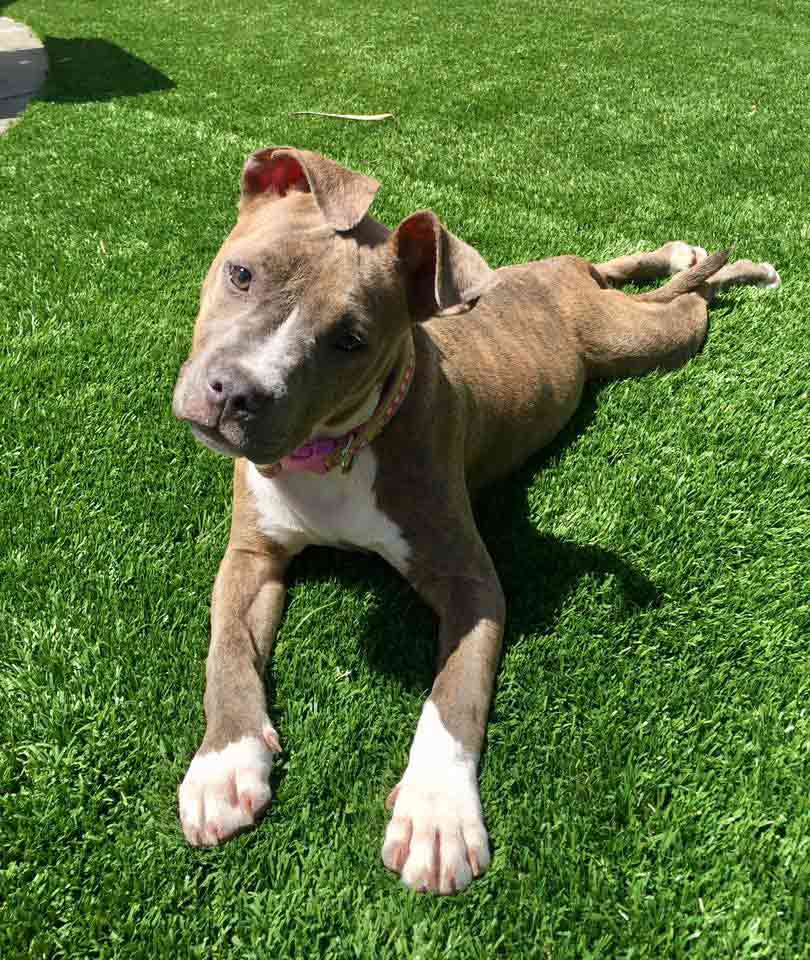 Carly the Brindle Terrier Mix