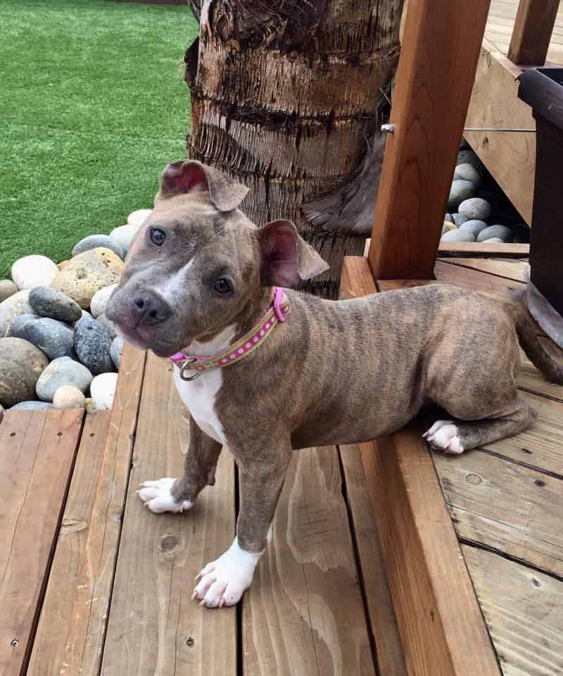 Carly the Brindle Terrier Mix