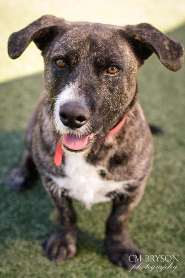 DeVito the Terrier, Basset Hound Mix