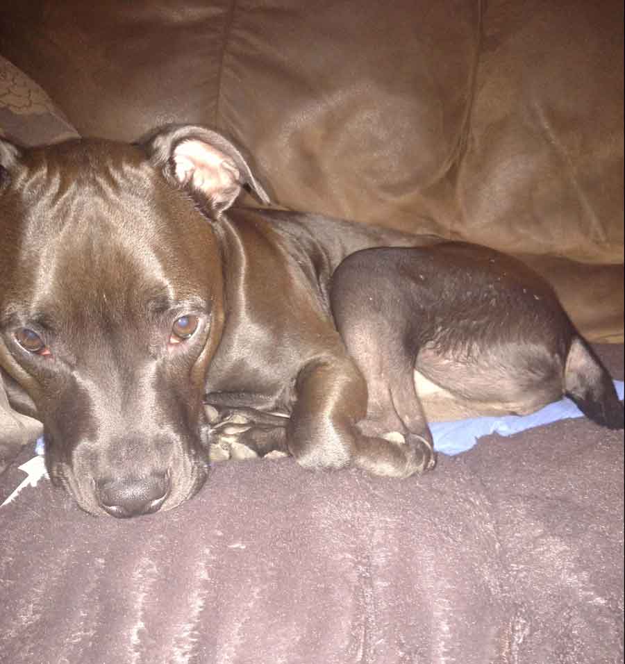 Walt the American Staffordshire Terrier, Labrador Mix DogPerDay