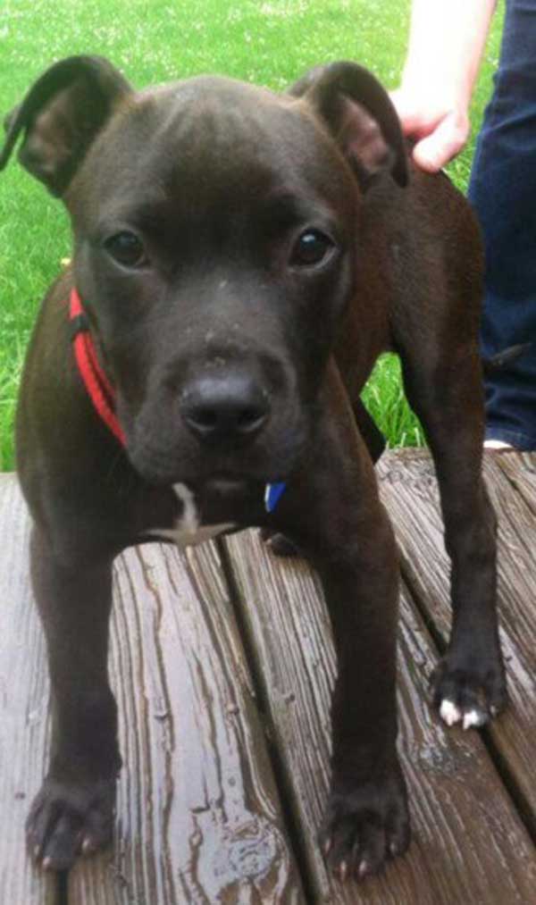 Walt the American Staffordshire Terrier, Labrador Mix