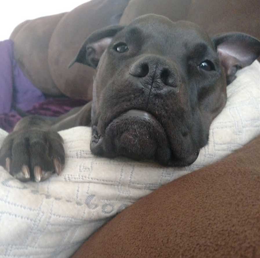 Walt the American Staffordshire Terrier, Labrador Mix