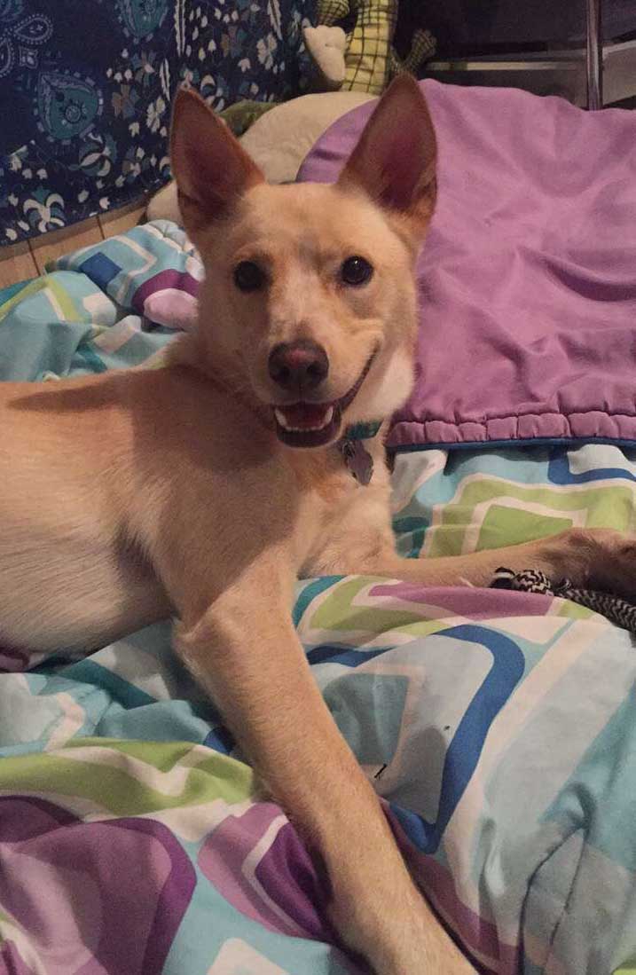 Cody the Husky, Golden Carolina Labrador Mix
