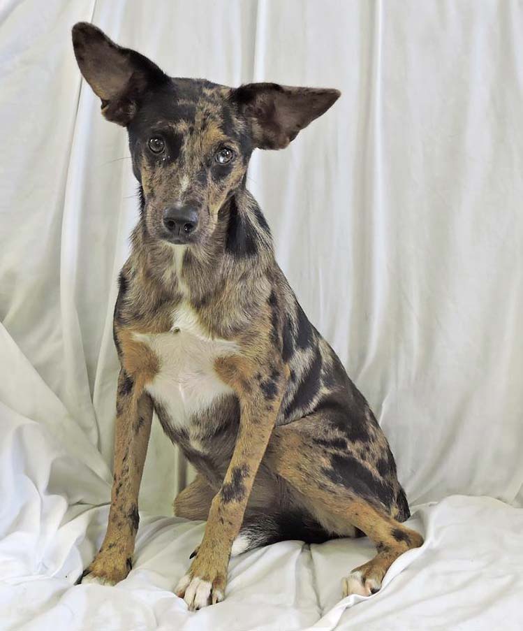 Loretta the Catahoula Leopard Dog Mix