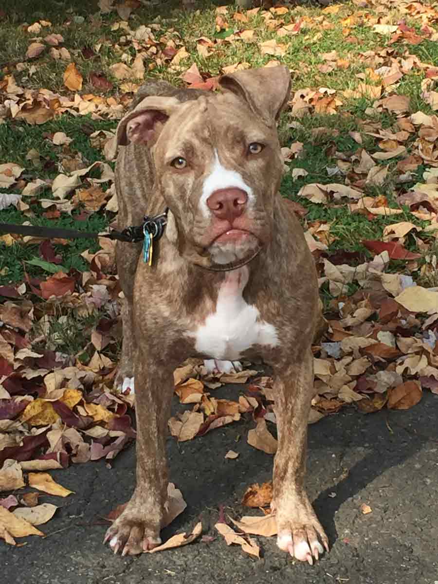 Biscuit the American Staffordshire Terrier Mix
