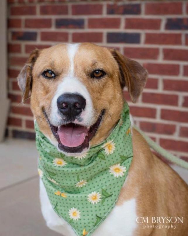 Millie the Australian Shepherd, Boxer Mix