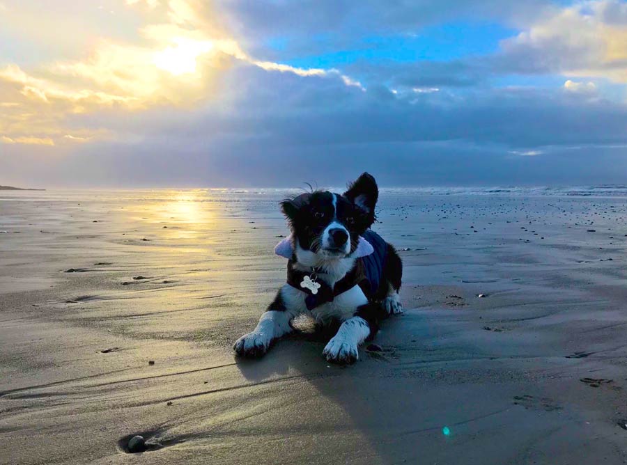 Rupert Jones the English Springer Spaniel, Border Collie Mix