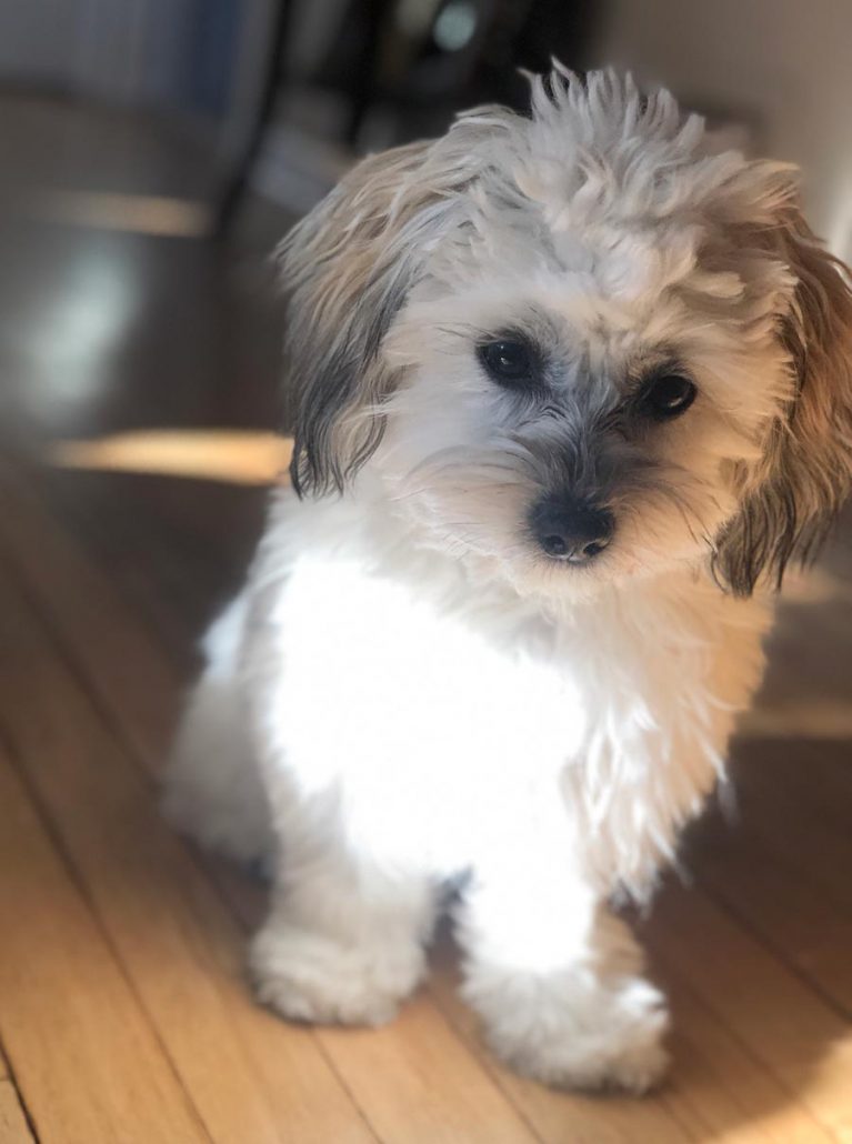 Bailey the Shih Tzu, Bichon Mix