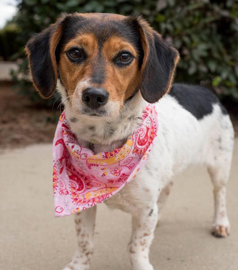 Prim the Beagle, Terrier Mix
