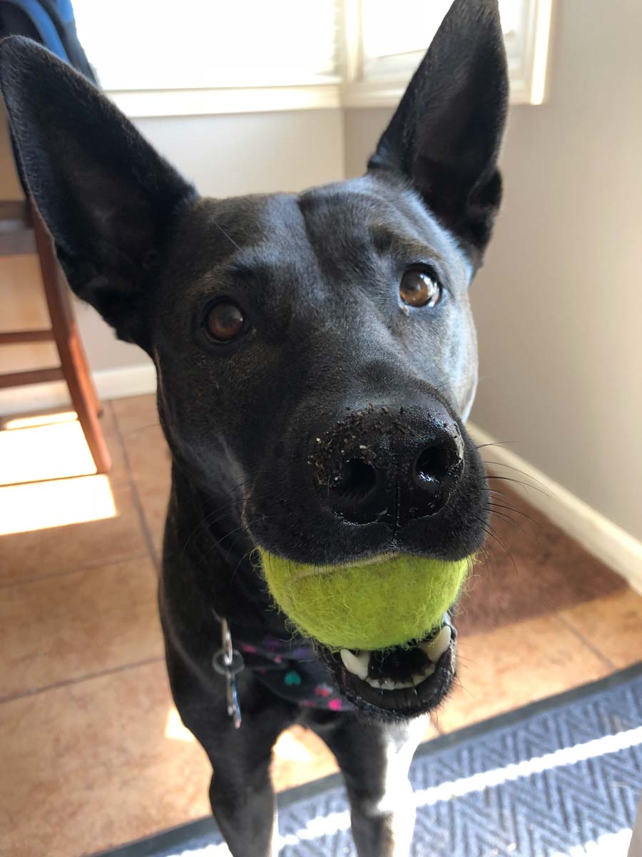 Jack the Labrador, Shepherd Mix