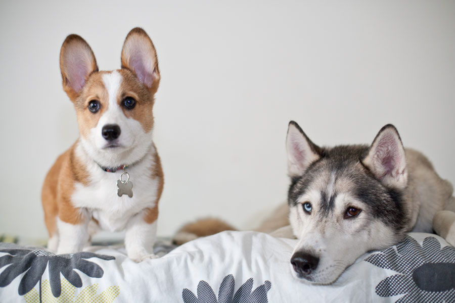 Top 5 Husky Mixes That Have The Best Looks