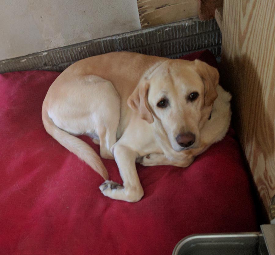 Copper the Yellow Labrador Retriever DogPerDay