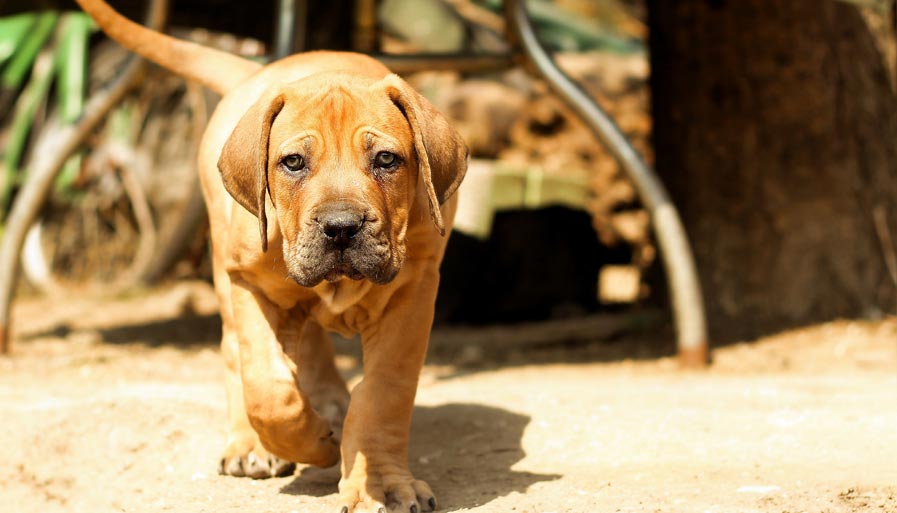 Everything You Need to Know About Boerboels DogPerDay