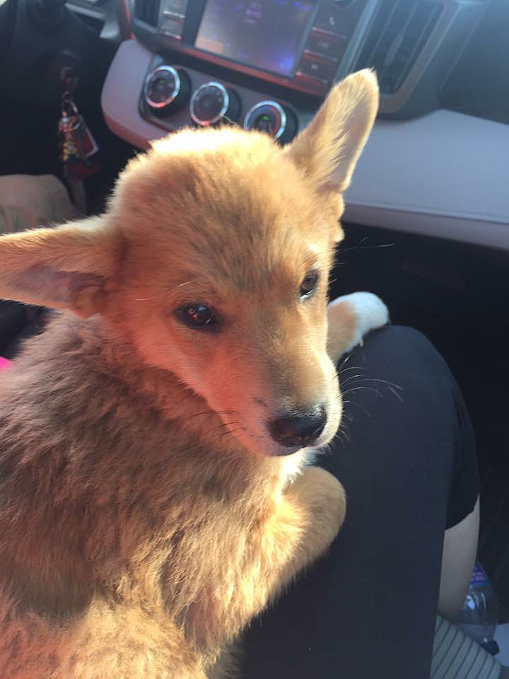 Carson the Chow, Akita, Husky, Border Collie Mix DogPerDay Cute