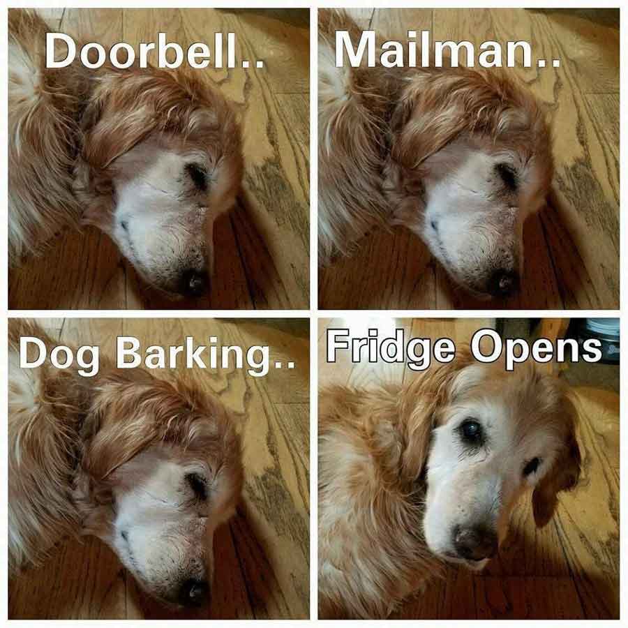 Funniest and Best Dog Memes in the World All Time Ever and Stuff