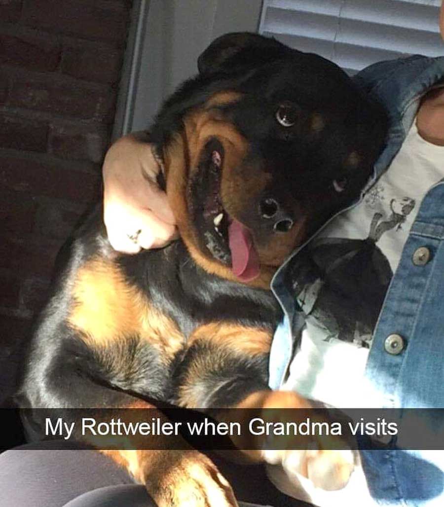 Rottweiler meme DogPerDay Cute puppy pictures, dog