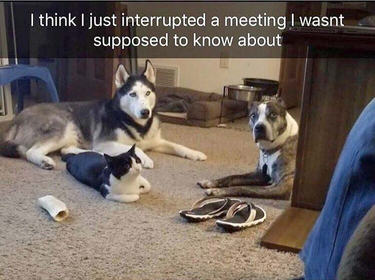 Dogs and cat secret meeting meme DogPerDay