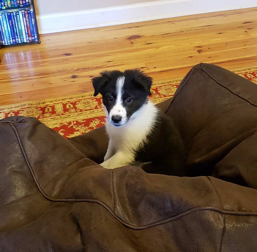 Shadow the Great Pyrenees, Border Collie Mix DogPerDay