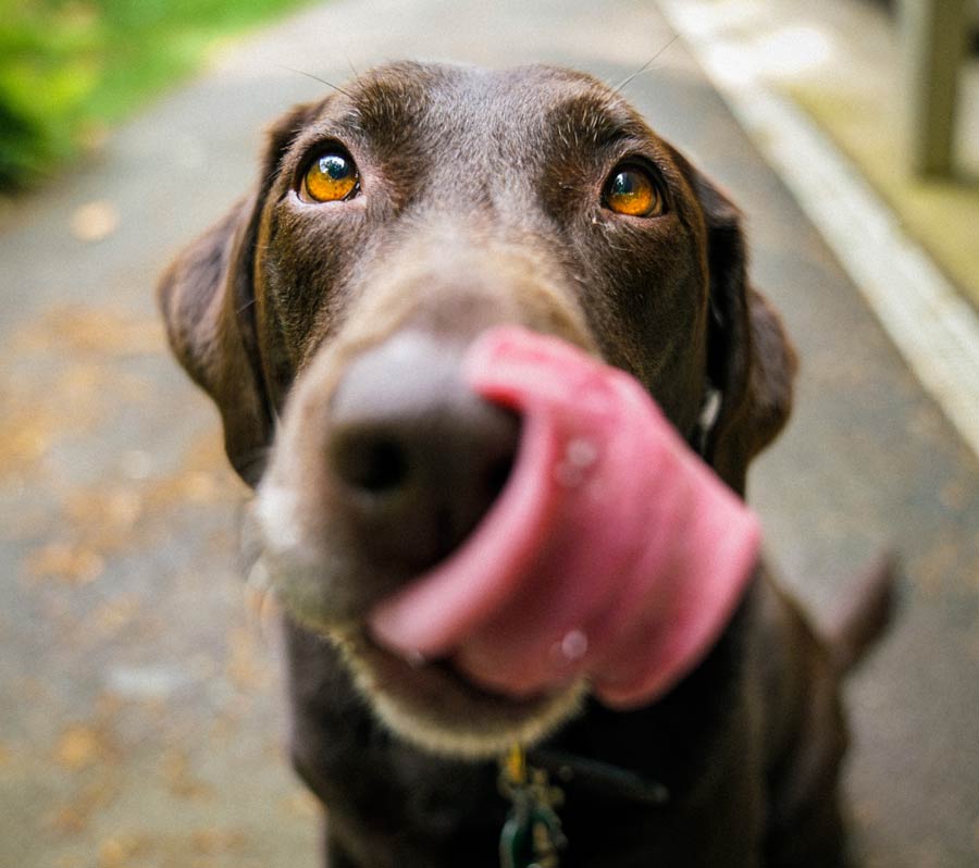 Human Foods Dogs Can Eat DogPerDay