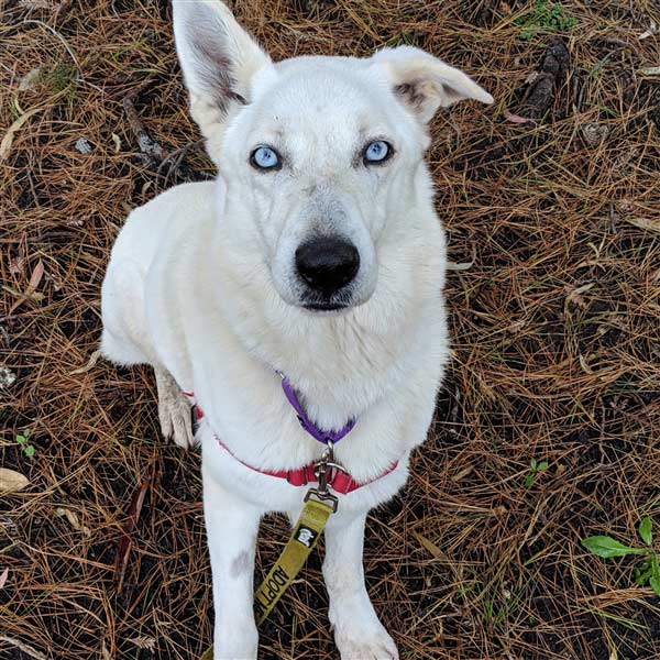 Ice the German Shepherd, Siberian Husky Mix DogPerDay