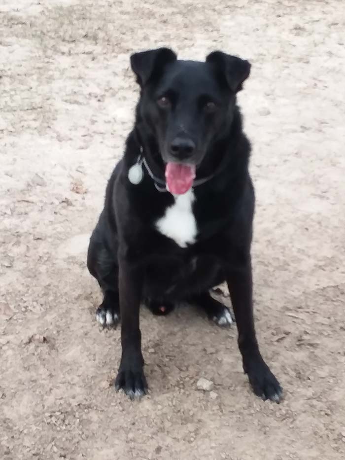 Riley the Labrador, Border Collie Mix DogPerDay Cute