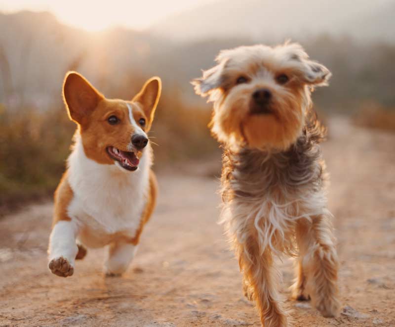 Adult Dog Potty Training Learn How to Stop Your Dog from Messing Up