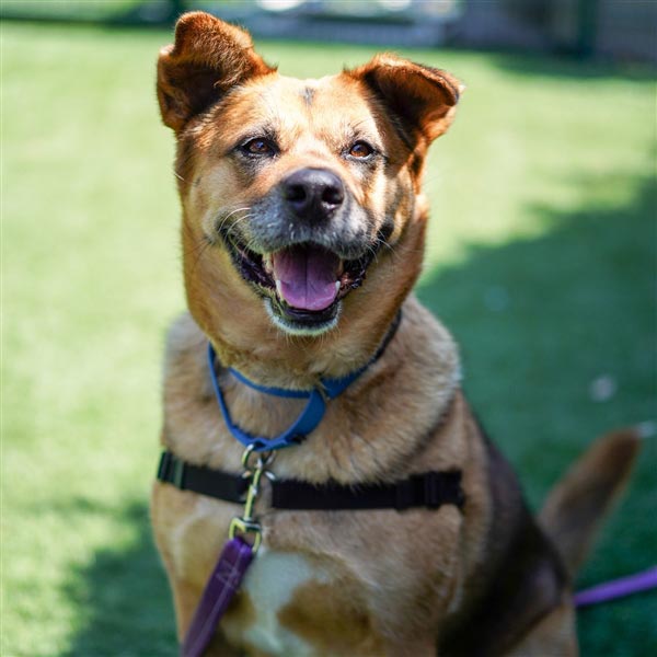 Monique the Akita Inu, Chow Chow Mix DogPerDay