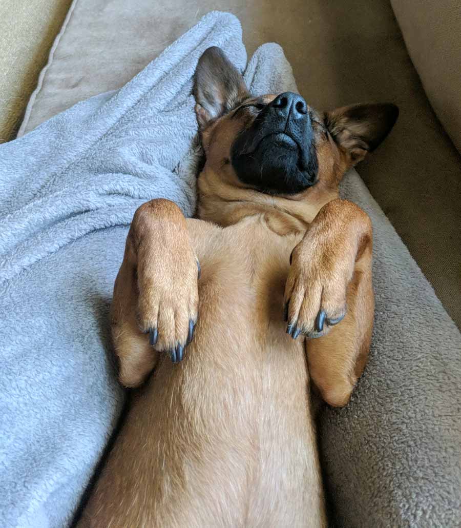 Norman the Jack Russell Terrier, Dachshund Mix DogPerDay