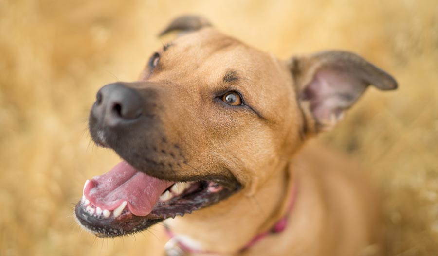 Dog Park Safety How to Spot Aggressive Dogs DogPerDay