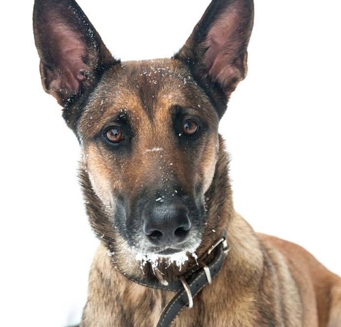 Top 5 Best Personal Protection Dogs DogPerDay