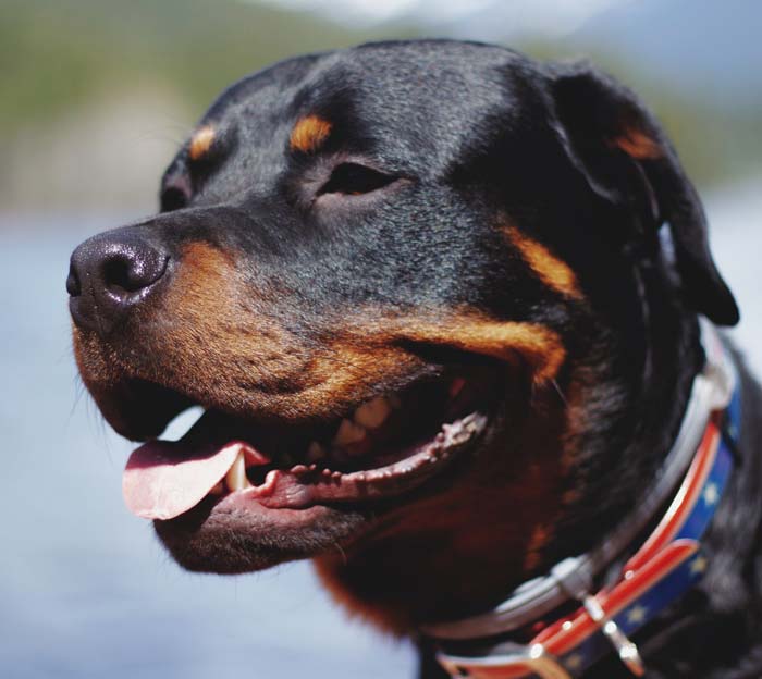 Top 5 Best Personal Protection Dogs DogPerDay