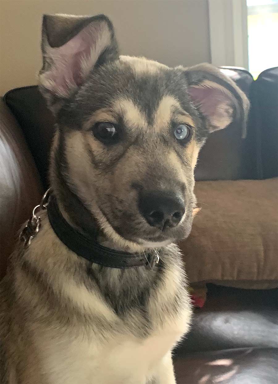 Buzz the Labrador Retriever, Husky Mix DogPerDay