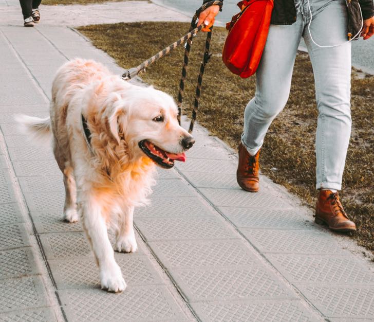 7 Benefits of Dog Leash Training DogPerDay