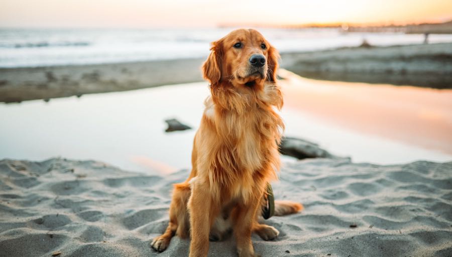 Best Dogs for First Time Owners DogPerDay