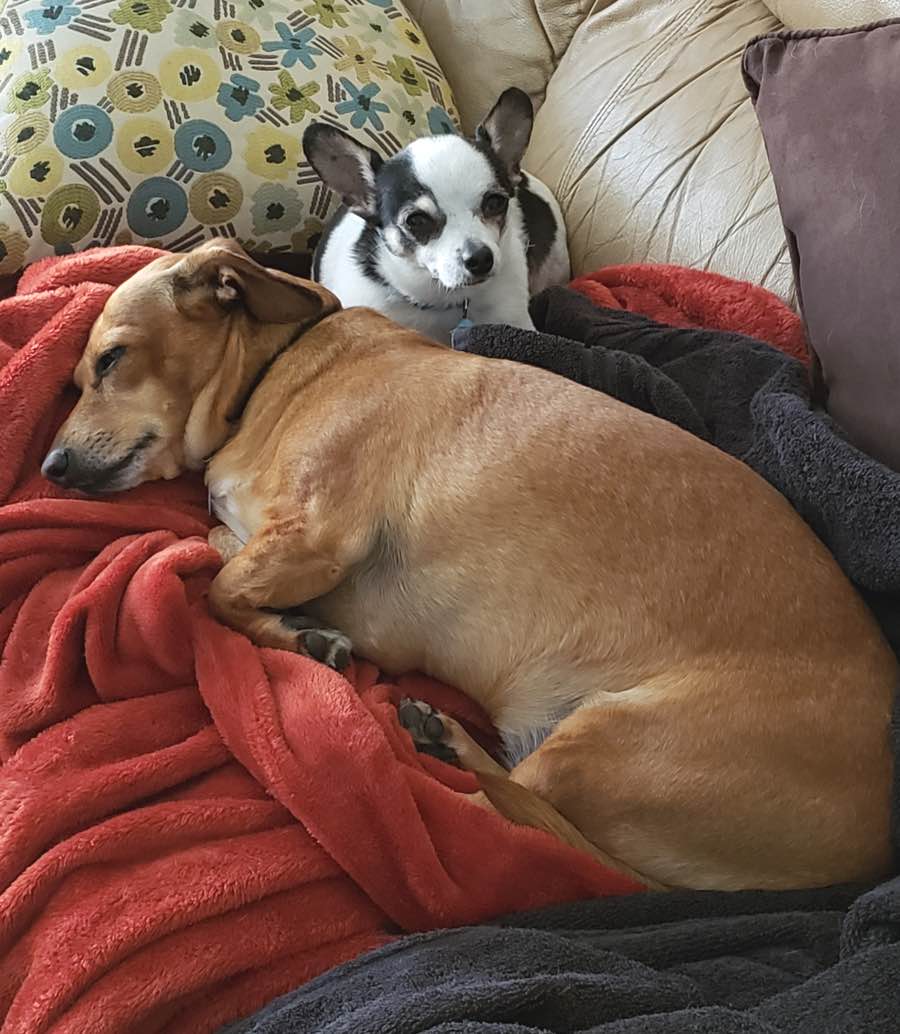 Eva the Dachshund Mix and Nina the Chihuahua, Jack Russell