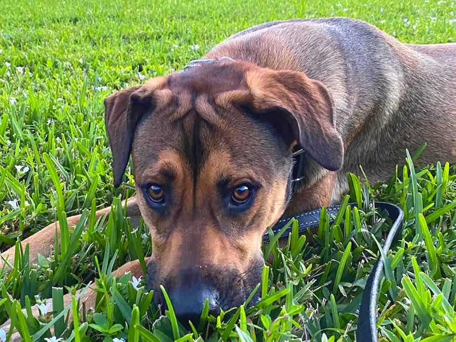 Bailey the German Shepherd, Labrador, Terrier Mix DogPerDay Cute