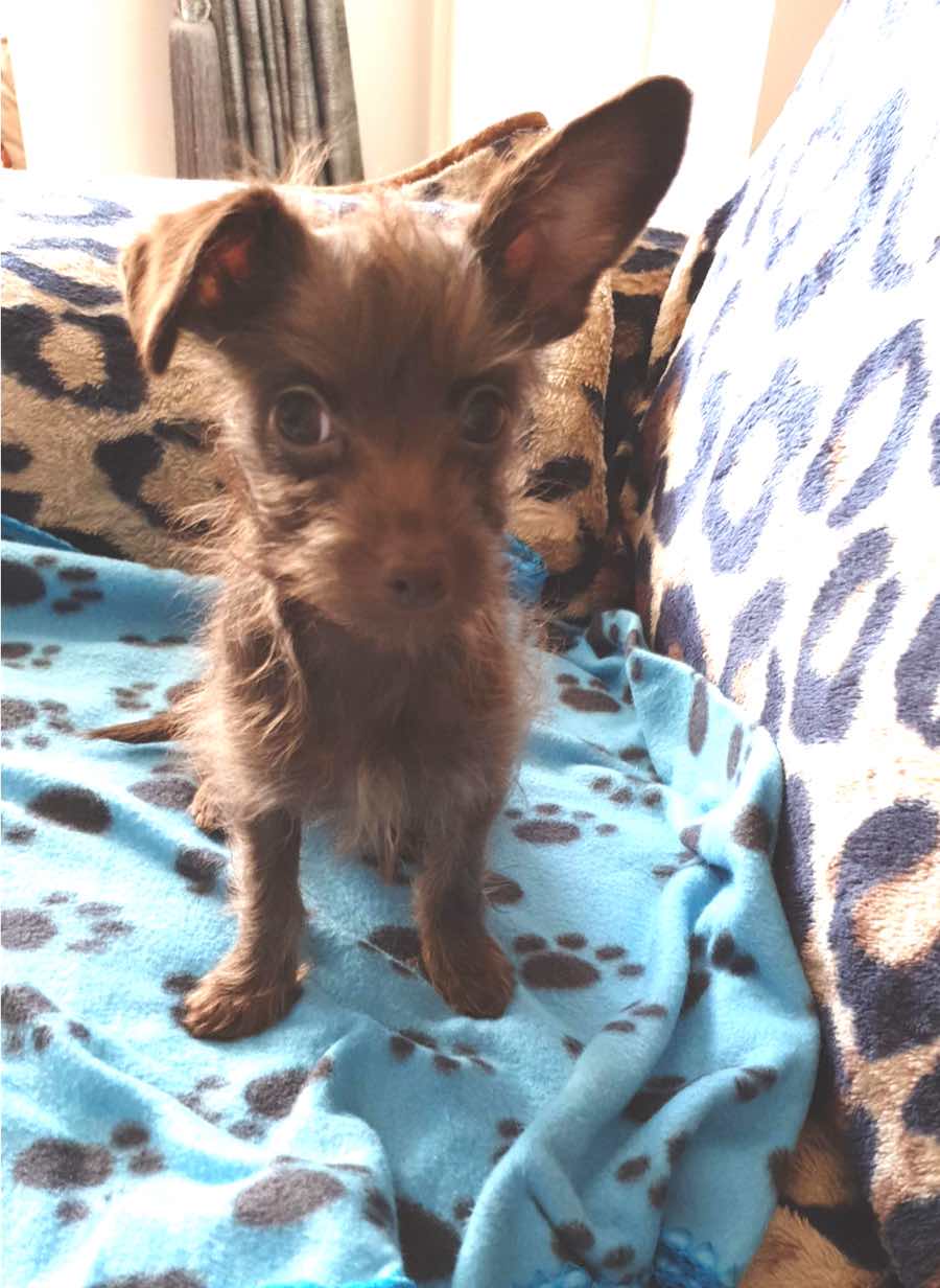 How Much Is Terrier Poodle Chihuahua Mix Cost