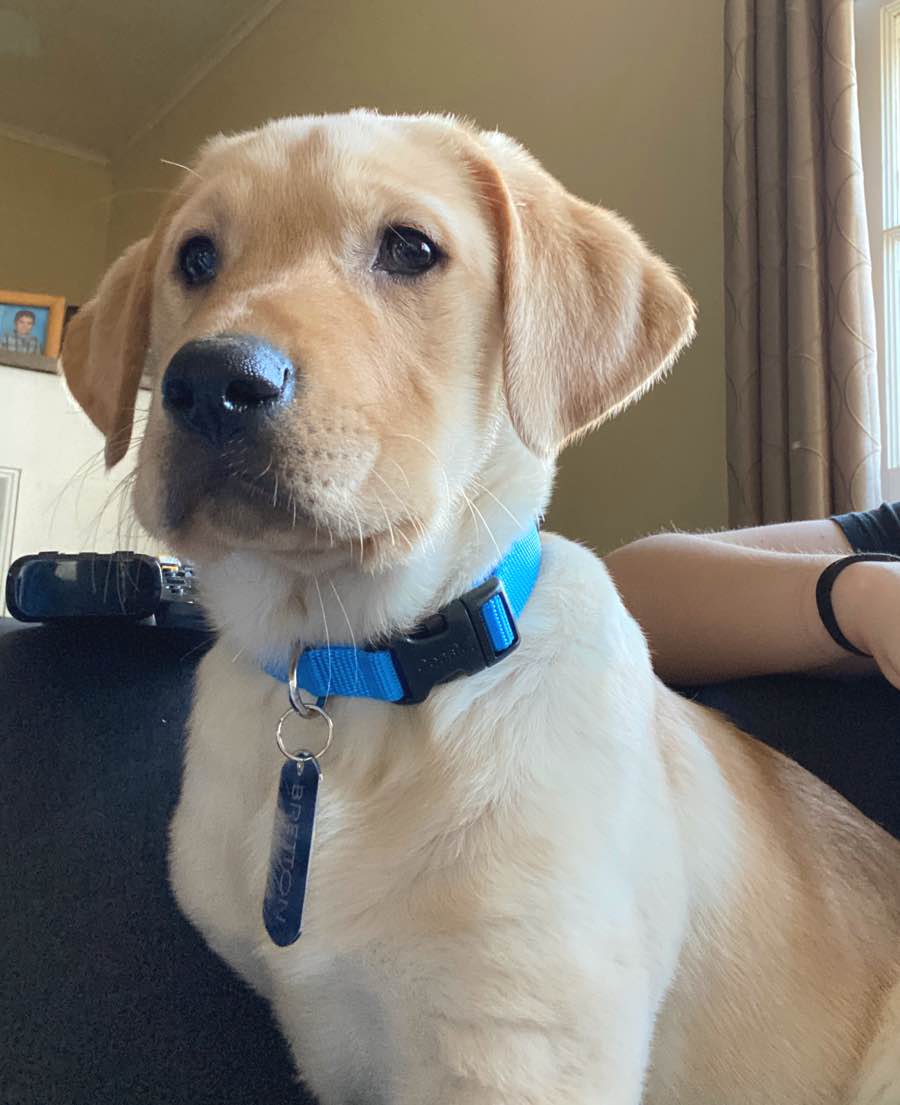 Bretton the Yellow Labrador Retriever DogPerDay Cute puppy pictures