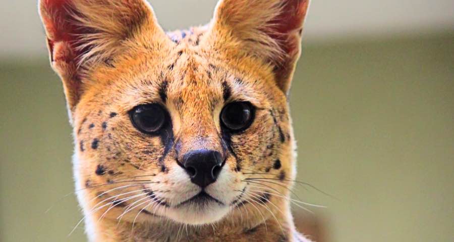 What Are the Easiest Exotic Pets to Look After? DogPerDay Cute