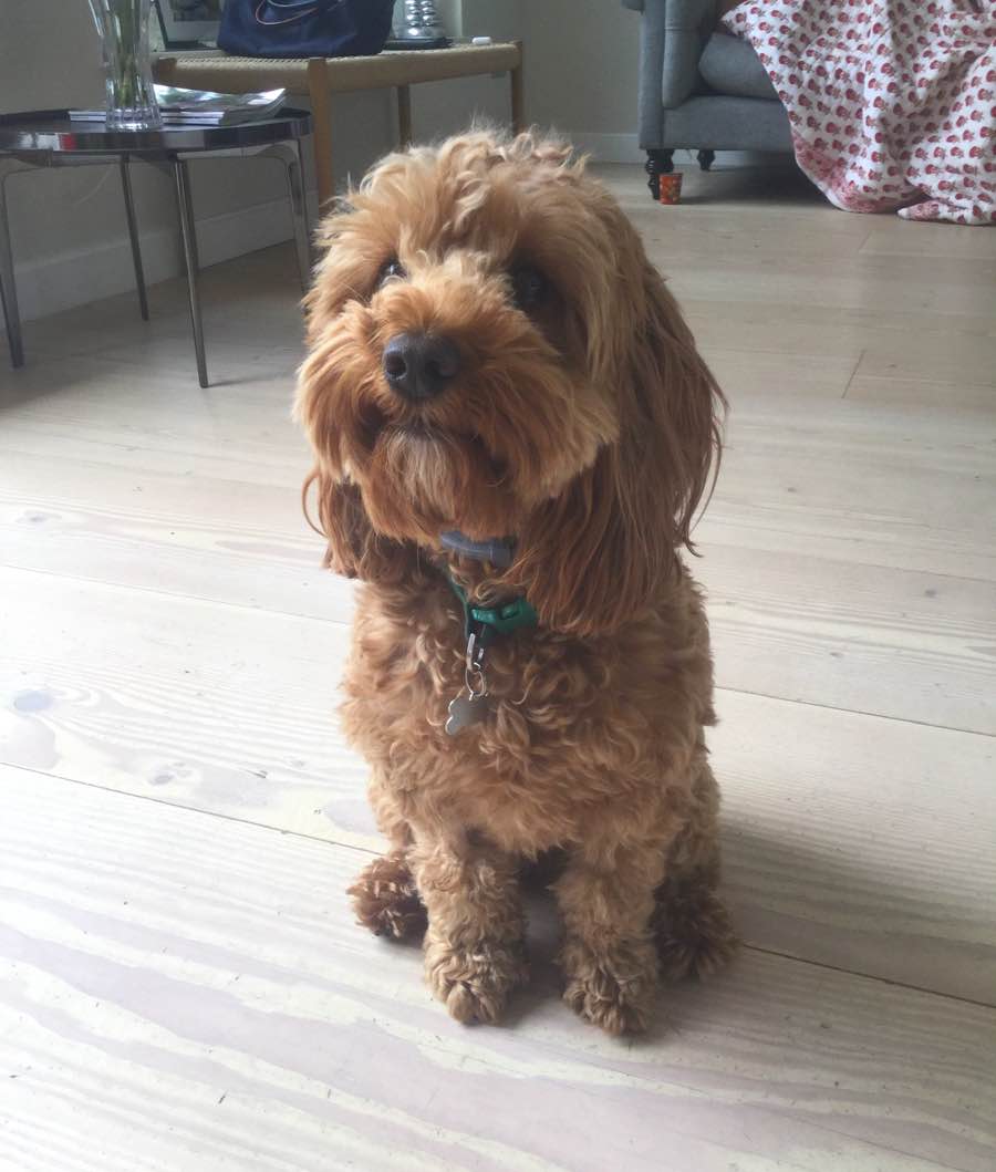 Coco the Cocker Spaniel, Poodle Mix DogPerDay Cute